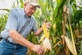 Corn Farmer 