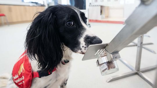 Dogs Are Being Trained to Sniff Out Coronavirus in Humans