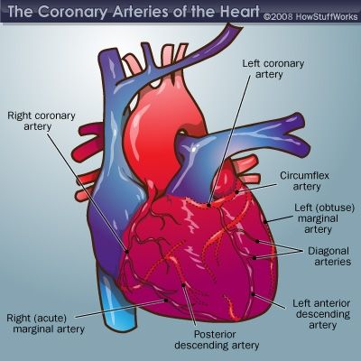 Diagram of the coronary arteries