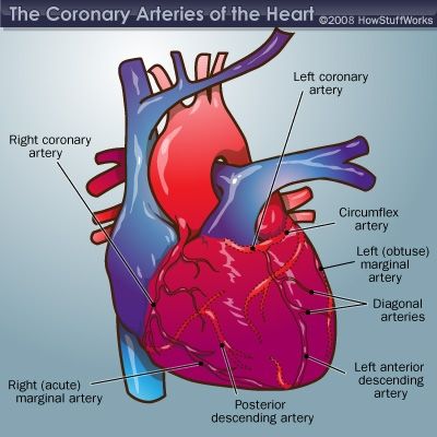 冠状动脉的图”border=