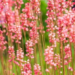 Coral Bells - Heuchera 'Swirling Fantasy' cultivar.