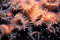 These carnivorous coral polyps reach their tentacles out to search for food.
