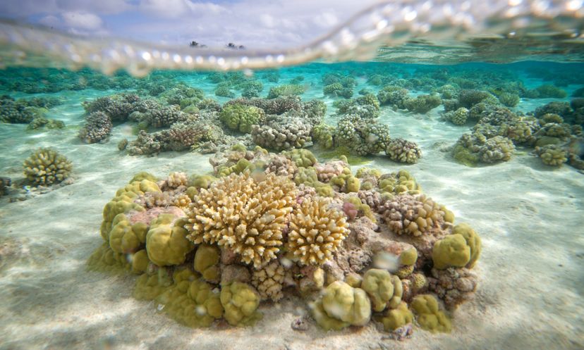 The Ultimate Coral Reef Quiz