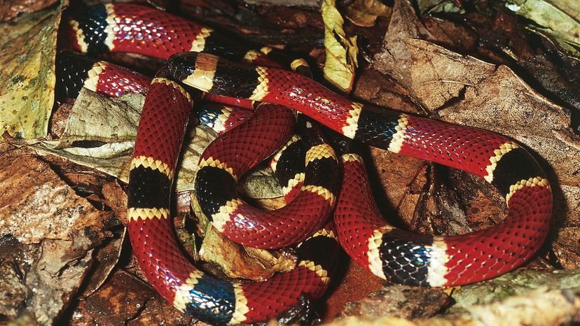 milk snake