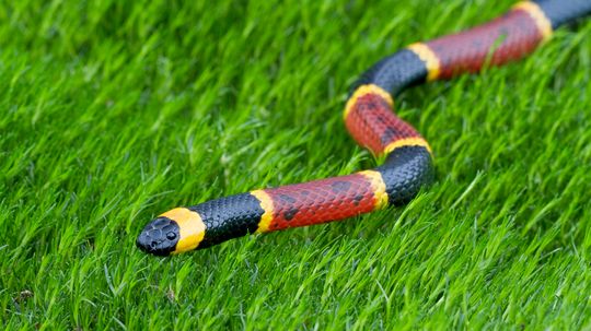 Coral Snakes: Brightly Banded and Highly Venomous