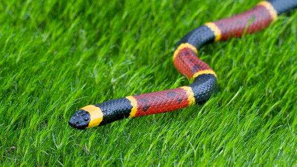 Snake slithers through lush grassy nature.