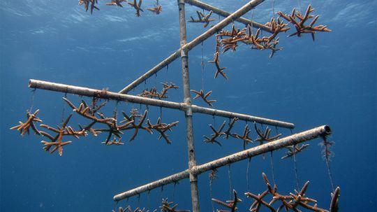 科学家们发展速生软木al Method to Save Dying Reefs