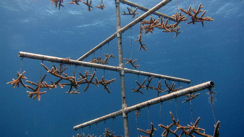 coral, farming