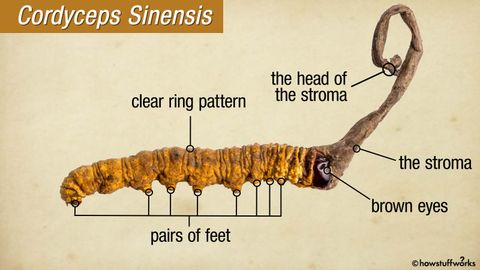 What Does Science Say About the Health Benefits of Cordyceps? - Vimarsana News