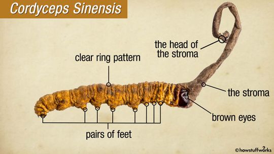 What Does Science Say About the Health Benefits of Cordyceps?