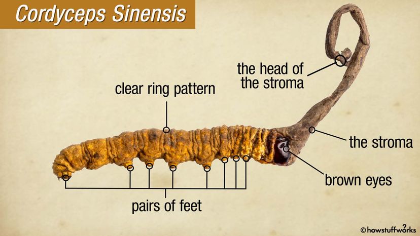 Cordyceps sinensis