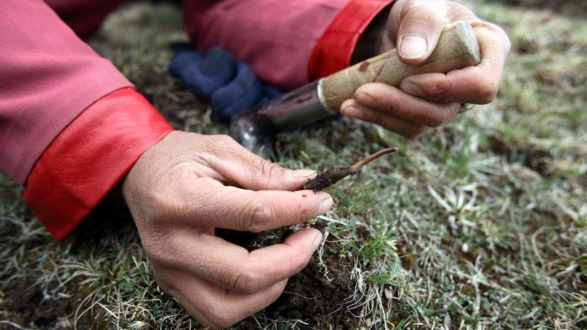 Cordyceps sinensis