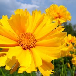 Many coreopsis bloom from early summer through late fall.