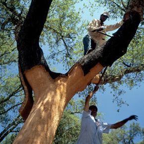 harvesting cork