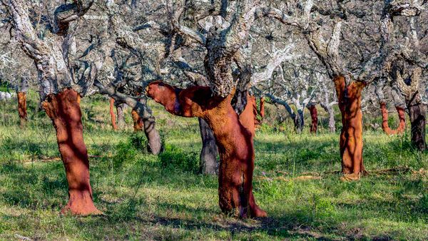 cork tree