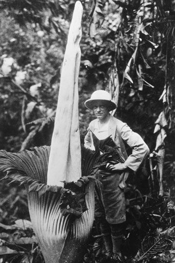 Titan Arum smells of rotten flesh