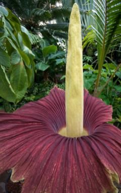 corpse flower