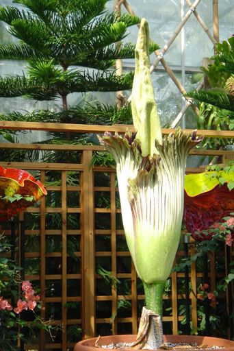 Amorphophallus Titanum