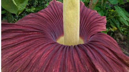 Corpse Flower: When Nature Deceives