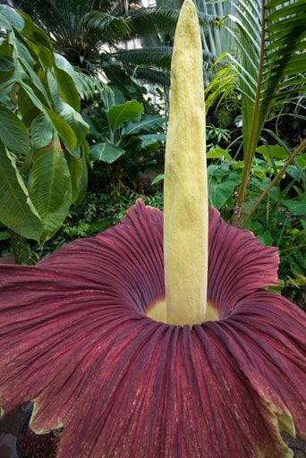Titan Arum attracts insects