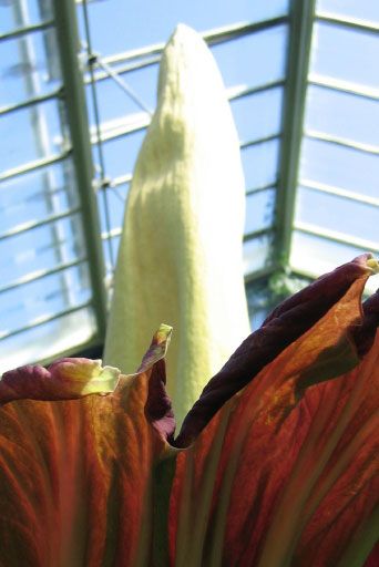 Titan Arum heats itself to 98.6 degrees F