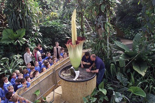 A Titan Arum weighing in at 200 pounds