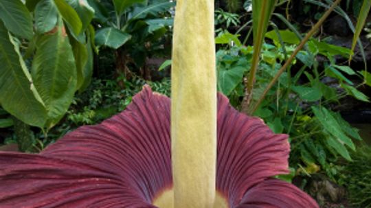 10 Most Unusual Flowers