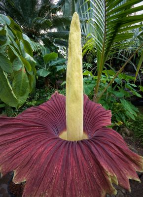 Corpse flower: the worst smelling flower in the world? See more annual flower pictures.