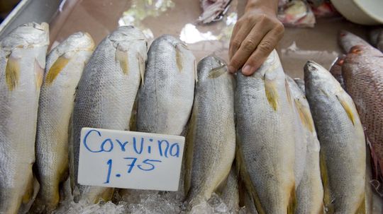 Who Knew Fish Sex Could Be So Loud?