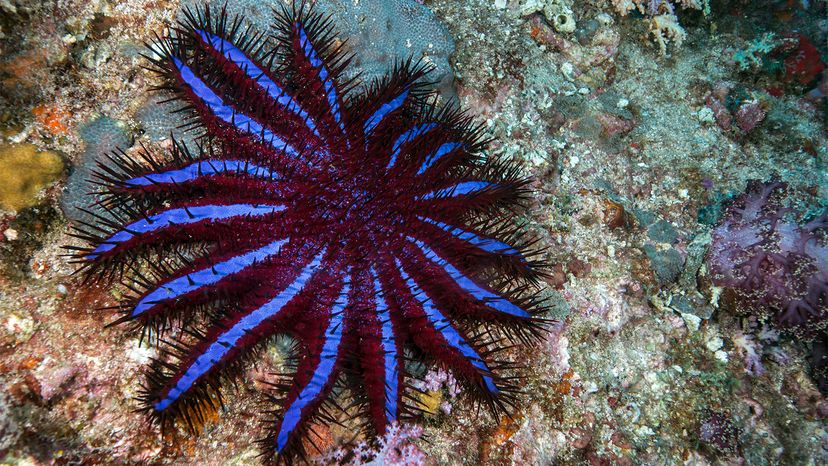 Some Starfish Have Up To 40 Arms Plus 10 Other Starfish Facts Howstuffworks