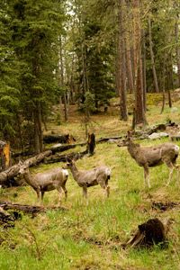 Wildlife roaming in lush forest nature.