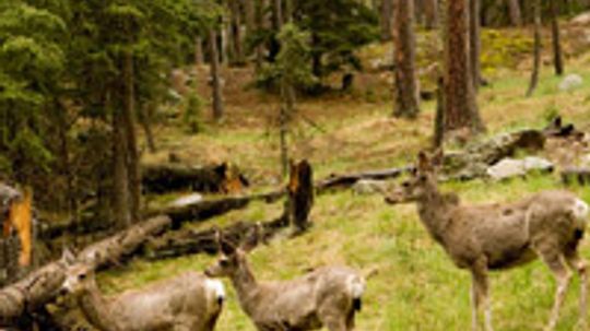 18新利最新登入鹿的数量是如何计算的?＂width=