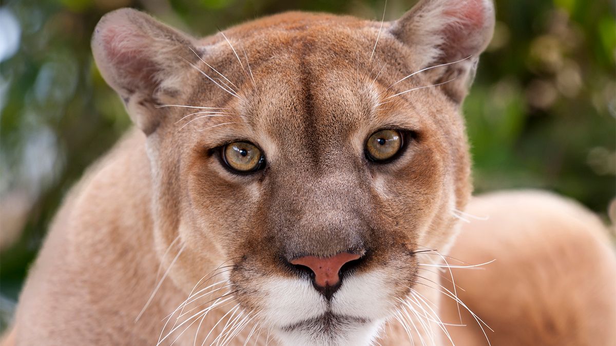 What's the Between Mountain Lion and a Cougar? | HowStuffWorks