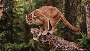 cougar, mountain lion, in forest