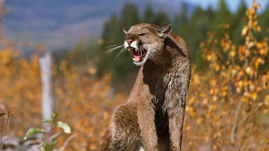 Why do cougars scream?