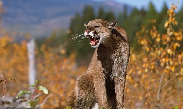 Cougar Scream