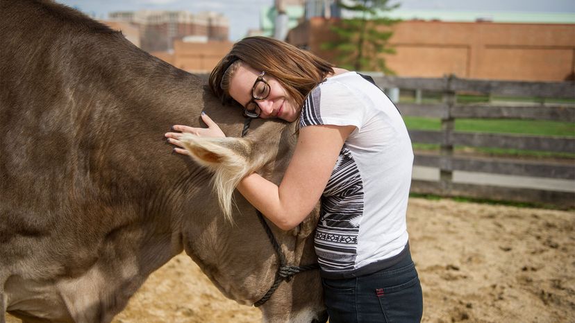 woman hugging cow