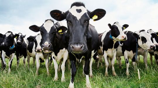 Cows Have HIV-fighting Power