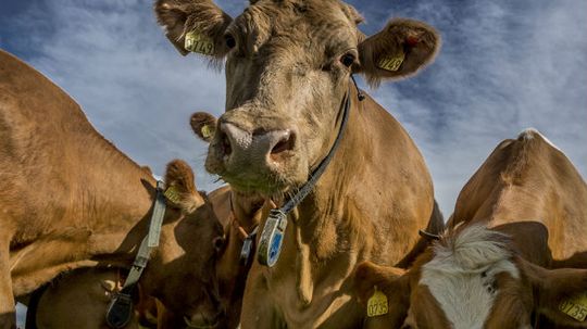 Do cows pollute as much as cars?