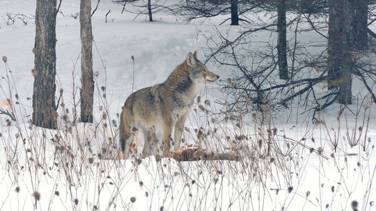What Is a Coywolf?