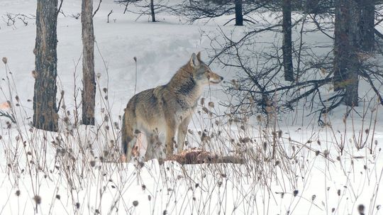 什么是Coywolf ?”border=