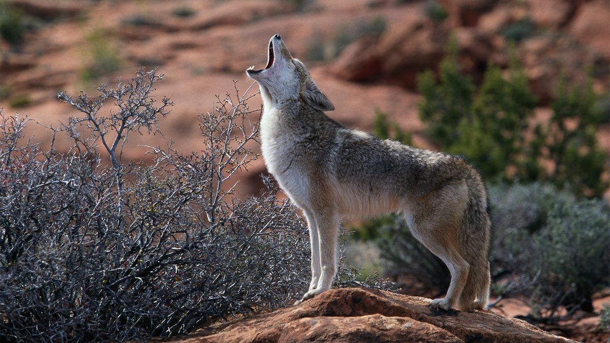Coyotes: The 'Song Dogs' of North America