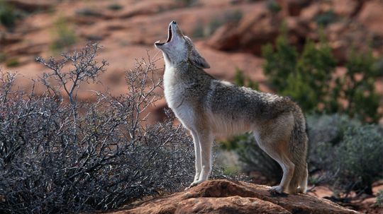 Coyotes: The 'Song Dogs' of North America