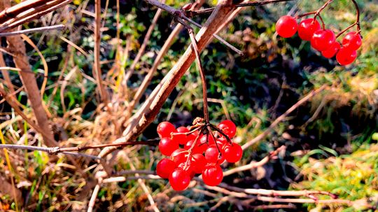 Cramp Bark: Herbal Remedies