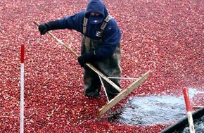 Cranberries must be very hardy to thrive in a place as filthy as a bog. See more pictures of fruit.