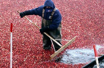 Farmer working in cranberry bog during harvest.