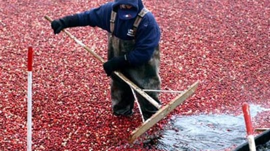 How Cranberry Bogs Work