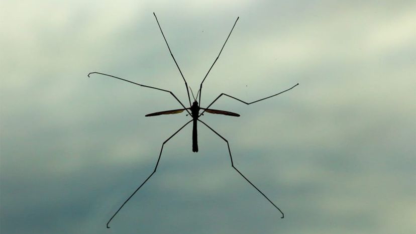 Northland Nature: Daddy longlegs — not actually spiders — abundant