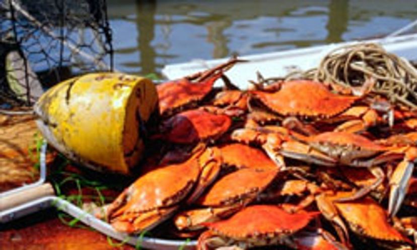 Deadly Devotion: Crab Fishing Quiz