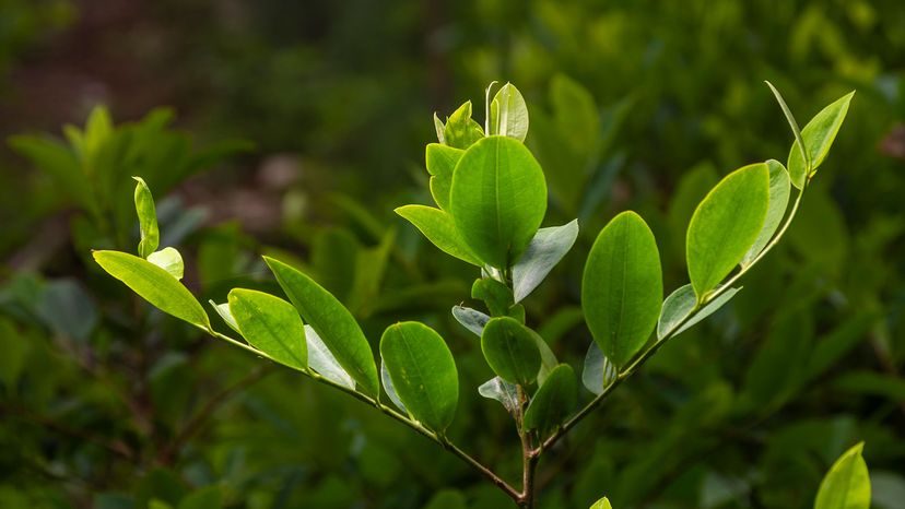 coca plant